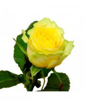 Роза желтая - купить поштучно